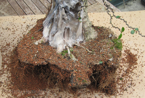 Large Privet Bonsai repotting